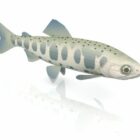 Animal Oncorhynchus Masou Fish