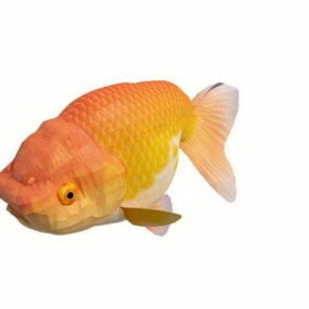 Orange Ranchu Goldfish 3d model