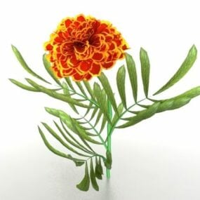 Orange Chrysanthemum Flower 3d model
