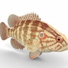Oriental Perch Fish Animal