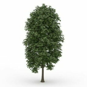 Oryantal Çınar Ağacı 3d modeli
