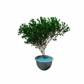 観賞植物盆栽3Dモデル