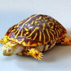 Sierlijke Box Turtle