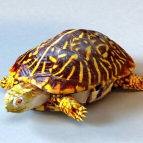 Udsmykket Box Turtle 3d-model