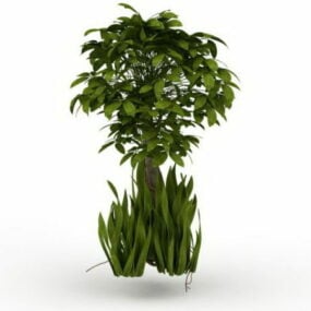 Pachira Tree 3d model