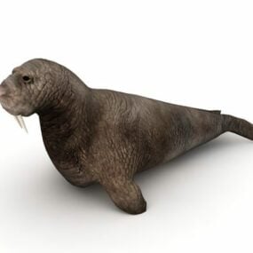 Pacific Walruses Animal 3d model