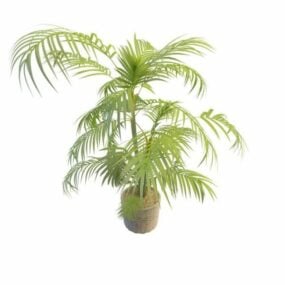 Roślina palmowa w doniczkach Model 3D