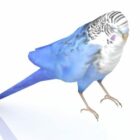 Parakeet Bird Animal