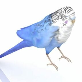 Parakeet Bird Animal 3d model