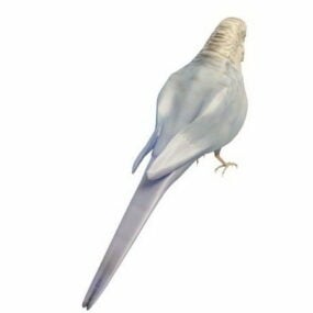 Perruche animal de compagnie oiseau animal modèle 3D