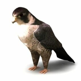 Modello 3d animale del falco pellegrino