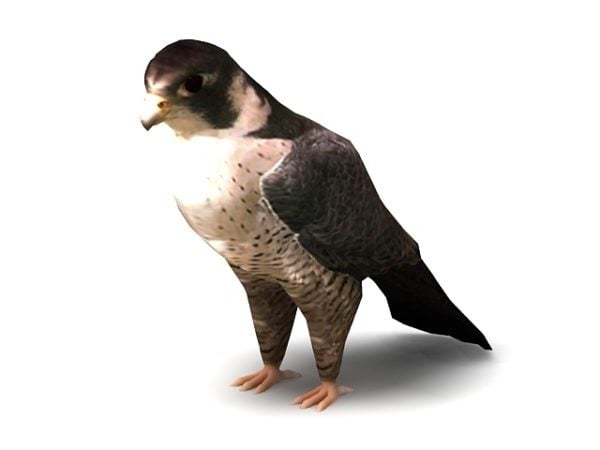 Peregrine Falcon Animal