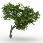 Kaki arbre