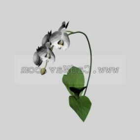 Phalaenopsis Bitkisi 3d modeli