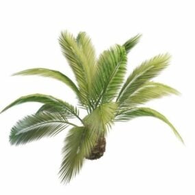 Phoenix Canariensis Palm Tree דגם תלת מימד