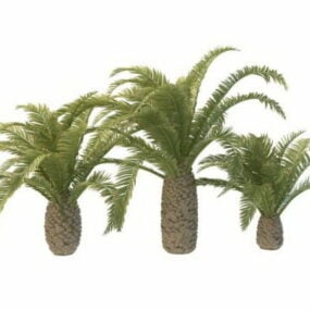 Phoenix Palm Trees 3d model