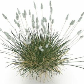 Múnla Phragmites Grass 3d saor in aisce