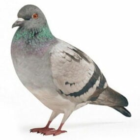 Pigeon Bird Animal 3d-model