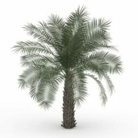 Pindo Palm Tree 3D model