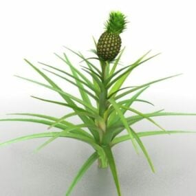 Pineapples Plant 3d model