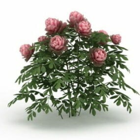Pink Peony Plants 3d model