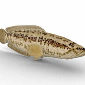 Pond Loach Fish Animal דגם תלת מימד