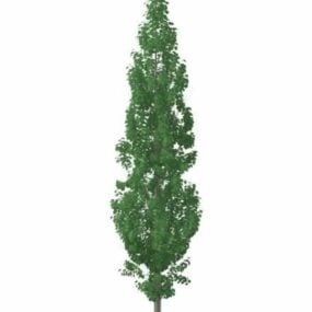 Model 3d Pohon Populus Tremula