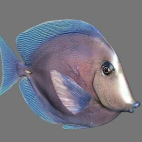 โมเดลปลาพอร์กี้ 3d