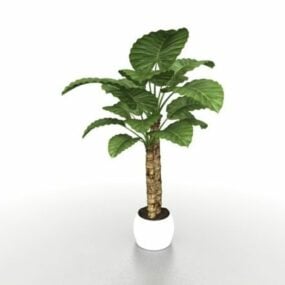 Potted Alocasia Calidora Plants 3d-modell