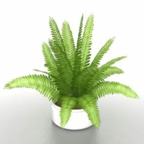 Potted Sago Palm Tree 3d model