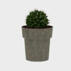 Potted Ball Cactus