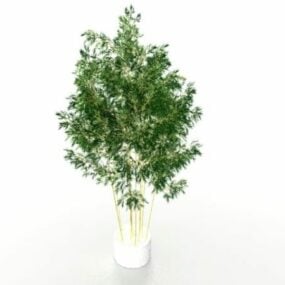 Potted Bamboo Plants 3d model