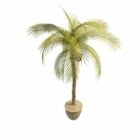 Potted Coconut Tree
