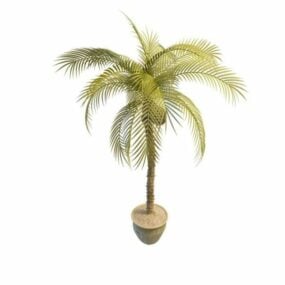 화분에 심은 코코넛 나무 3d 모델