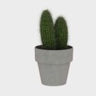 Pot Globe Cactus