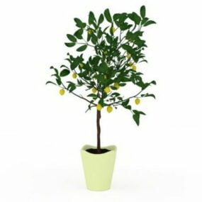 Potted Kumquat Plant 3d-modell