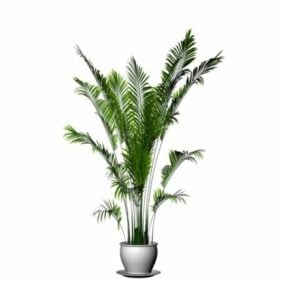 Modello 3d di palma del Madagascar in vaso