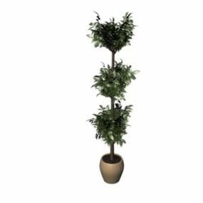 Potted Money Plant Tree 3d model