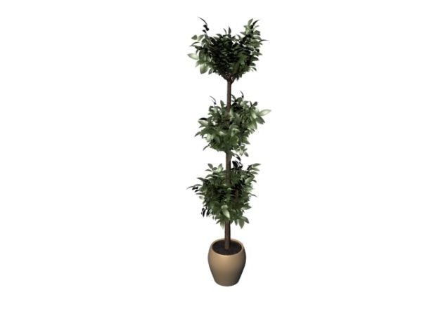 Potted Money Plant Tree Free 3d Model Max Vray Open3dmodel