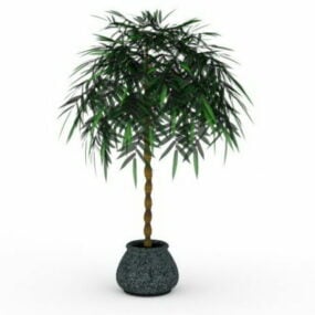 Potted Money Tree Plant 3d model
