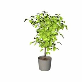 Potted Pachira Aquatica Kanthi model 3d Wit Braided