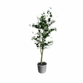 Potted Tree 3d model