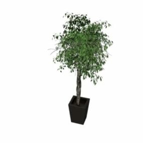 Potted Tree With Black Pot 3d model