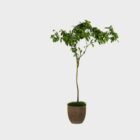 Potted Weeping Fig Tree