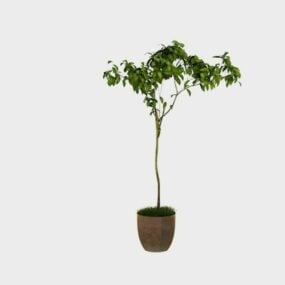 Potted Weeping Fig Tree 3d model