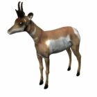 Wild Pronghorn Animal