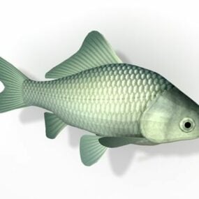 Preußisches Karpfenfischtier-3D-Modell