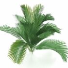 Dronning Palm Tree