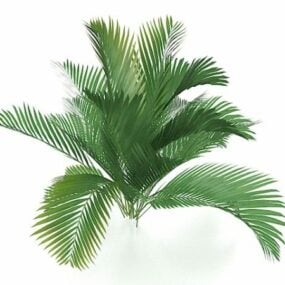 Kraliçe Palmiye Ağacı 3d modeli