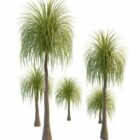 Reine palmiers